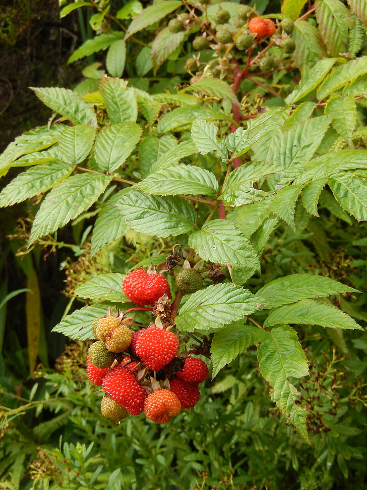 nature, red fruits, forest