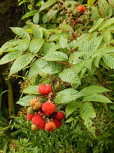 Příroda, Červené ovoce, Les