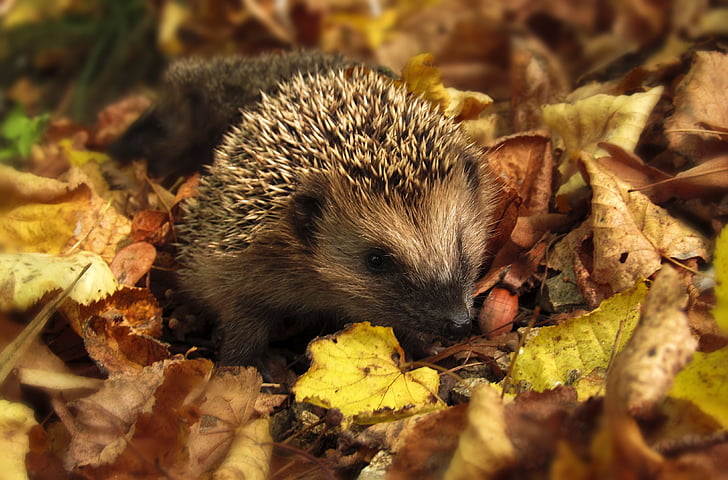 hedgehog, mùa thu, Sân vườn, màu sắc của mùa thu, Thiên nhiên, lá, mùa giải