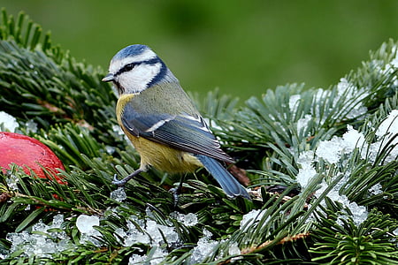 tit, blue tit, cyanistes caeruleus, bird, winter, garden, foraging