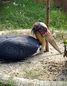 Bocian, pobočník, vták, Zoo, Kolkata, India