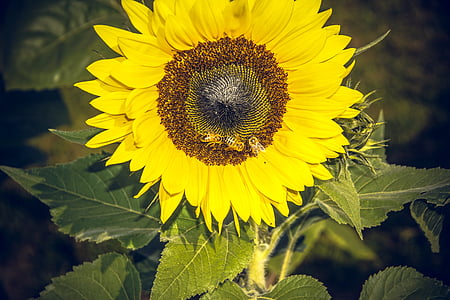 sun flower, blossom, bloom, close, yellow, helianthus, asteraceae