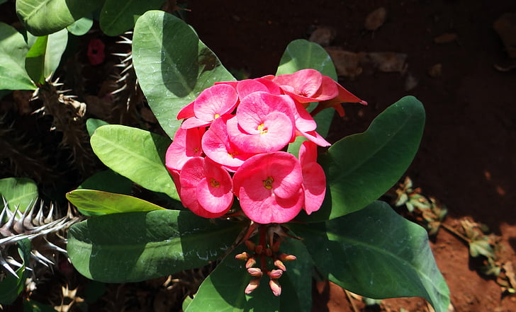 Euphorbia, rosa, fiore, Hubli, nrupatunga betta, India