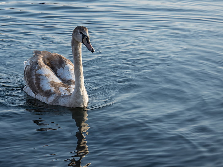 swan, sea, water, bird, white, blue, lake