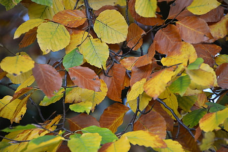 daun, daun di musim gugur, dedaunan jatuh, warna-warni, musim gugur, suasana musim gugur
