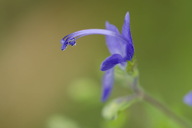 Wildflower, niebieski, Sierpień