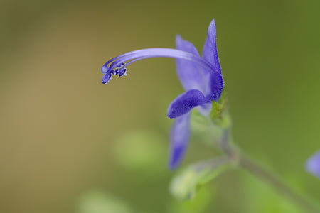 Wildflower, синій, Серпень