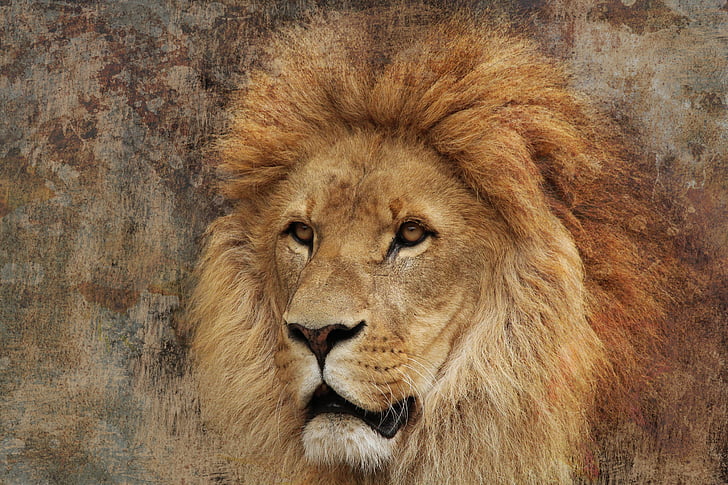 oroszlán, büszkeség, gyönyörű, ragadozó, erős, oroszlán - macska, vadon élő állatok