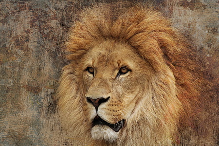 Lauva, lepnums, skaists, plēsoņa, spēcīgs, lauva - feline, savvaļas dzīvnieki