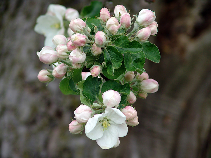 våren, äppelblom, naturen, Apple tree blossom