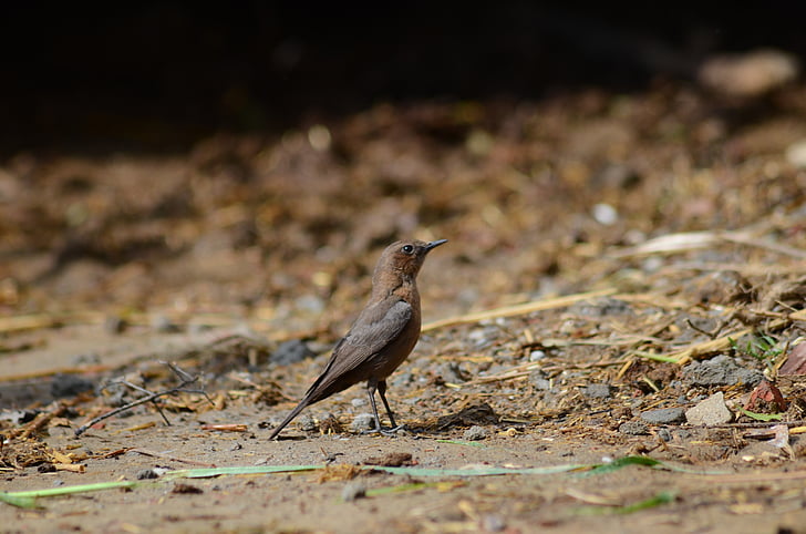 bird, nature, feather, wildlife