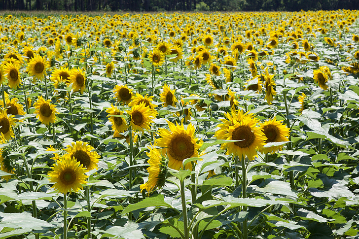 bunga matahari, bunga, Ayu, matahari, pertumbuhan, alam, musim panas