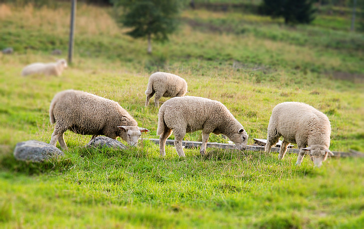 ovelhas, Verão, pasto, zona rural, fazenda, orgânicos
