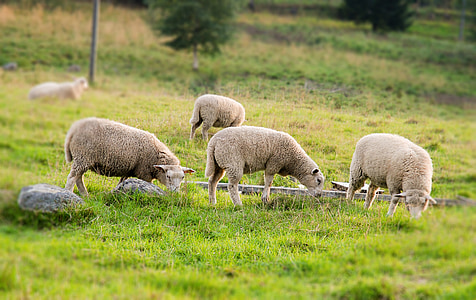 ovce, ljeto, pašnjak, zelenilo, farma, organski