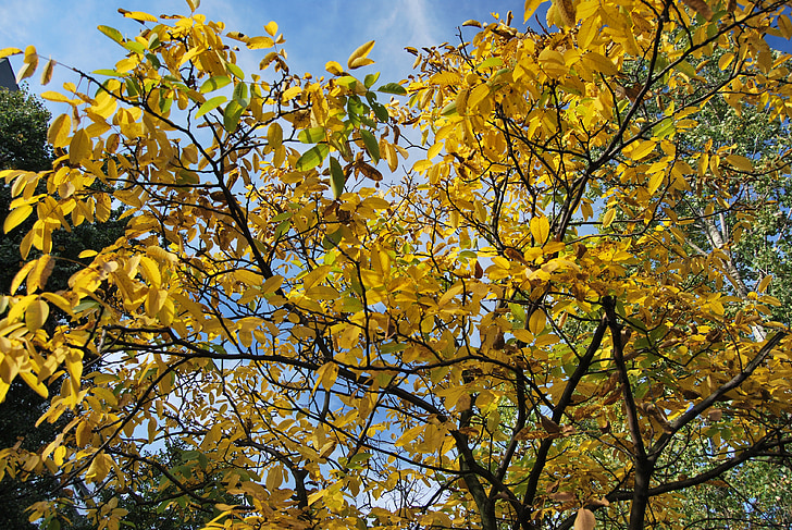 albero, fogliame, autunno, giallo, arancio, autunno d'oro, natura