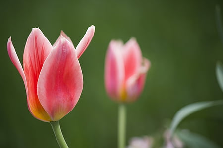 Flora, blomster, våren, tulipaner, Tulip, natur, anlegget