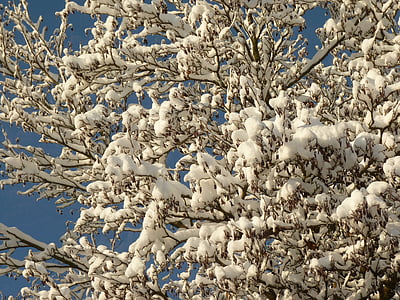 winter, snow, snowy, tree, branch, cold, white