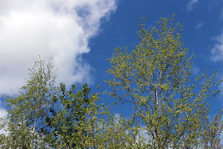 céu, nuvens, azul, Branco, verde, árvores, Ramos