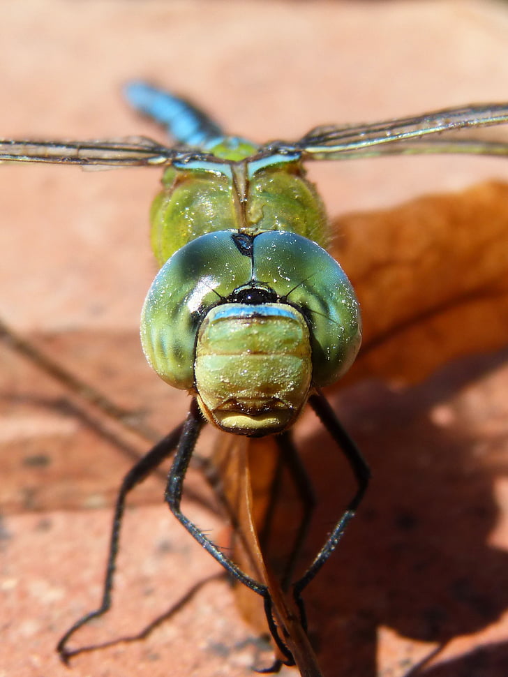 Dragonfly, blå dragonfly, den hvide østersøtangloppe Aeshna, øjne forbindelser, detaljer