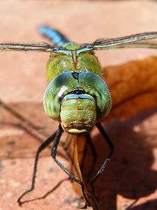 vilin konjic, Blue Dragon-Fly, Aeshna affinis, oči spojeva, detalj