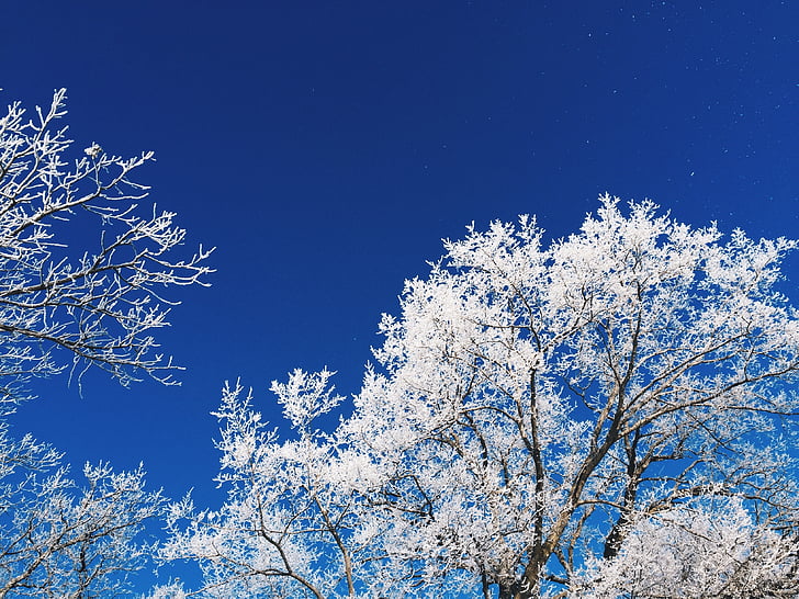 Frost, frosne tåke, trær, Vinter, blå, frosset, gren