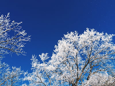 Frost, congelate de ceaţă, copaci, iarna, albastru, congelate, Filiala