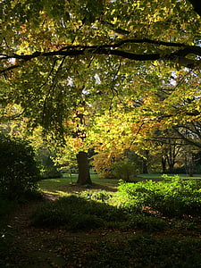 autunno, alberi, foglie, autunno dorato, stato d'animo, luce, sole