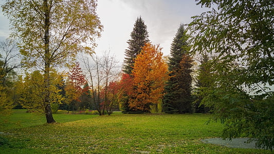 Park, Baum, Laub, Oktober, Natur, Landschaft, Herbst gold