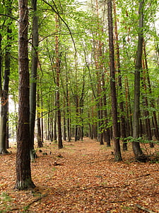 forest, beech, pine, trees, nature, tree, leaf