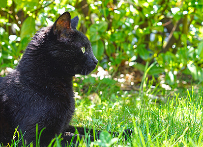 kočka, černá kočka, kočkovitá šelma, zvíře, černá, kočičí oči, domácí zvíře