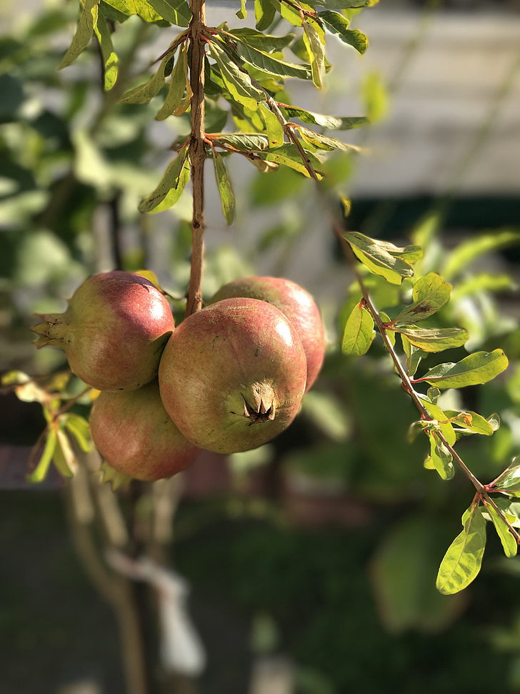 Granatno jabolko, vrt, raste, sadje, Punica granatum, vitamina