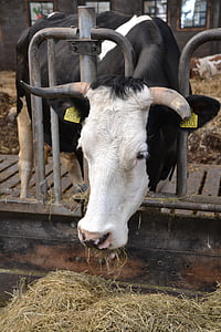 αγελάδα, αγρόκτημα, στάβλος, ζώα, Γεωργία, φύση, αγελαδινό γάλα