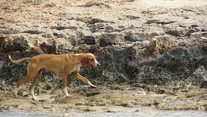 dog, stray, wandering, beach, animal, nature, pets
