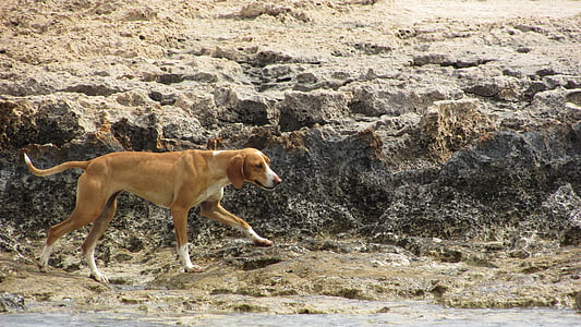สุนัข, หลงทาง, หลง, ชายหาด, สัตว์, ธรรมชาติ, สัตว์เลี้ยง