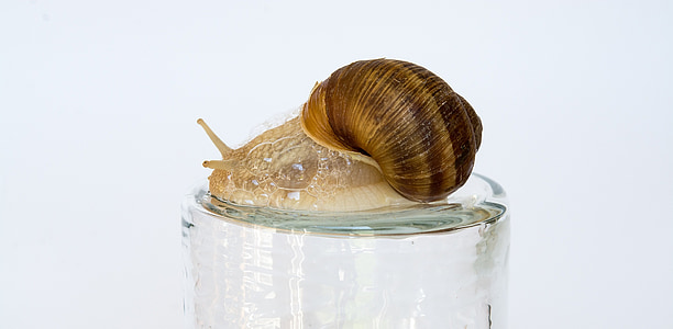 snail, shell, mollusk, reptile, close, slowly, brown