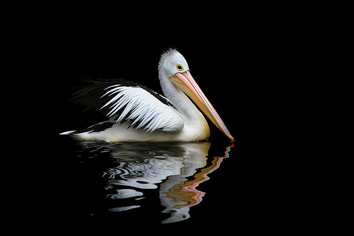 Austrália, Pelican, aves marinhas, Pelecanus conspicillatus, pelicano-australiano, natureza