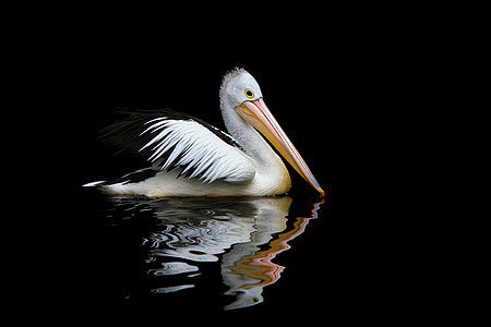 Australia, Pelican, burung laut, Pelicanus conspicillatus, Australia, burung pelikan, alam
