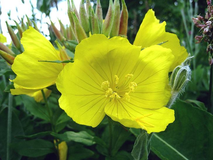 λουλούδι, Κίτρινο, το καλοκαίρι, φύλλο, πράσινο