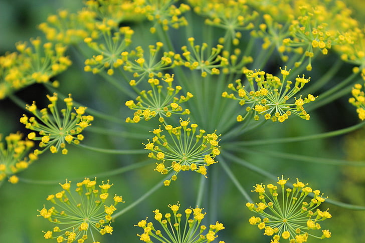 dill, blossom, green, yellow, plant, summer, nature