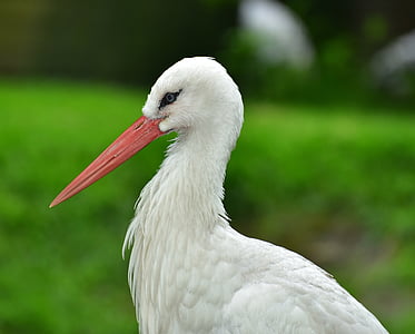 stork, bird, plumage, animal, rattle stork, meadow, nature