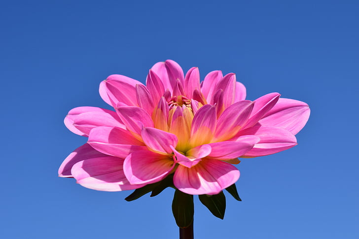 Dahlia, Blossom, mekar, bunga, merah muda, akhir musim panas, tanaman