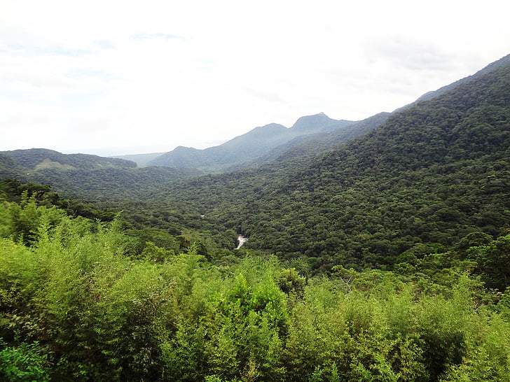Atlantic forest, údolí, zelená, Hora, Brazílie, Příroda, Serra mar