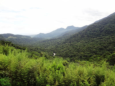Pădurea atlantică, Valea, verde, munte, Brazilia, natura, Serra mar