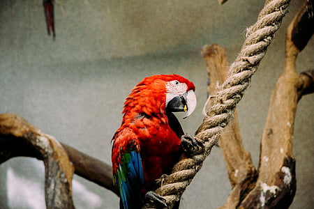 vermelho, azul, Macau, pássaro, bege, corda, animal