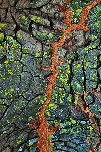 tree, trunk, bark, lichen, moss, crevice, soil