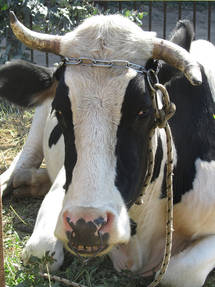 Bull, Horn, indenlandske kvæg, oksekød, drøvtyggere, landbrug
