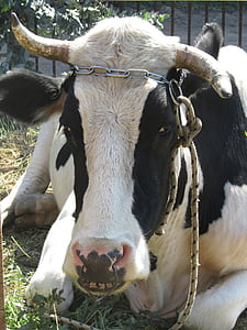 Бул, рогата, домашни породи говеда, говеждо месо, преживни животни, Селско стопанство