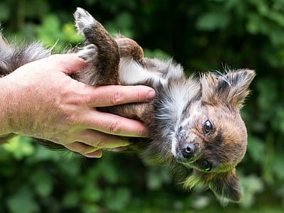 Chihuahua, koira, luottamus, pentu, vauva, kasvot, käsi