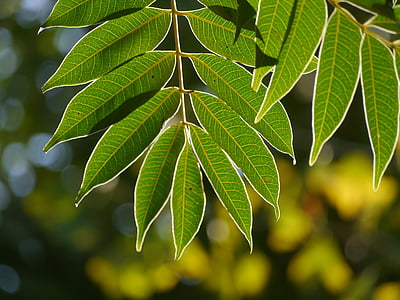 leaf, branch, vein, autumn, in the morning, sunshine, otsu city