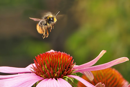 大黄蜂, 早, 昆虫, 飞行, 花, 蜜蜂, 绽放